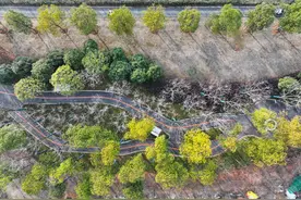 武汉洪山踏春好去处！来张家湾环形生态步道打卡最美春色图片