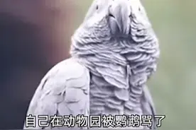 游客投诉鹦鹉骂人，动物园：在整改，没掰过来。我笑死在评论区！图片