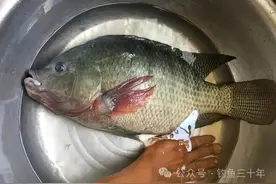 夜钓罗非鱼，学会这6个垂钓技巧，晚上的罗非鱼要比白天好钓图片