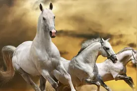 古时候，从广东到北京要花多少时间？真相也许和你想的不一样图片