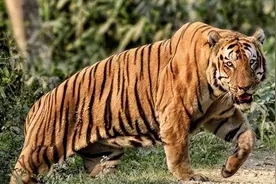 传奇虎王085：一夜连杀两吨犀牛和一只雄虎，同时拥有七房虎夫人图片