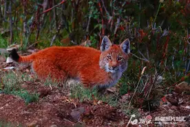 辨词：是猫是豹还是虎？猞猁shēlì？shělí？图片