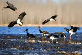 越来越多的珍稀鸟类在石家庄市栖息安家图片
