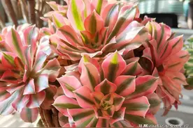 曾经那么贵，那么火的多肉法师锦，为啥现在已经很少有人养了呢？图片