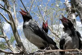 中国人什么都敢吃的，为什么唯独不吃这五种动物？是真的不能吃图片