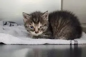 男子在公园捡到一只脏兮兮的小奶猫，一个月后大变样图片