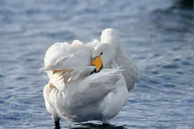 这四种动物不会轻易得癌症，你猜中哪几种呢？图片