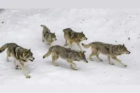 野外遇狼要马上避开？东北老猎人：狼比虎可怕，丛林猛兽狼最难缠图片