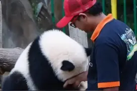 看到思念奶爸掉泪的暖暖后，才更加担心即将回国的福宝图片