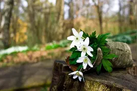 人啊，怎么开心就怎么活！（精辟）图片