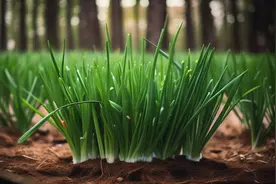 绿色黄金：揭秘沙葱的惊人营养价值和健康益处图片