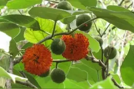 构桃：神奇的果实，无尽的宝藏图片