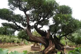 柏树全身都是宝，树叶，果实，果壳，木材都有各自的价值和作用图片