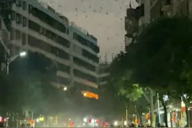 官方已辟谣！广东一地突现大量燕子低空乱飞，到底是什么原因？图片