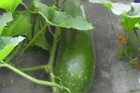 冬瓜种植时间及技术措施图片