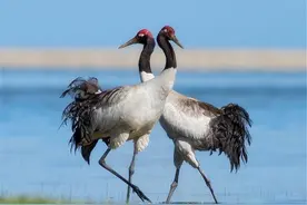 盘点我国最昂贵的十种动物！图片