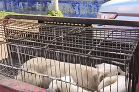 420，把狗卖给狗贩后，老人回头对着笼里的狗道：你好好享福吧图片