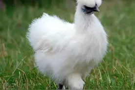 中成药介绍（307）——乌鸡白凤丸（补气养血）图片