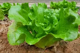 生菜种子如何催芽？导致抽苔的原因是什么？如何预防图片