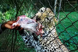 “杀人如麻”的7种动物，最后一种每年致死超72万人，你认识几种图片