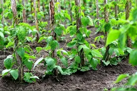 豌豆最喜欢这四种肥，压满枝头品相好，来年春天您就是高手图片