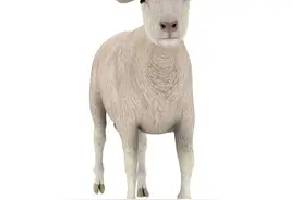 1979年属什么生肖图片