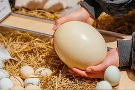 惊了！荆州产鸵鸟蛋！你见过吗？图片