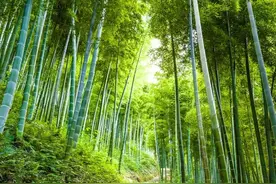 农村俗语“坟边长竹须迁坟，坟后三物成富人”，都是什么意思？图片