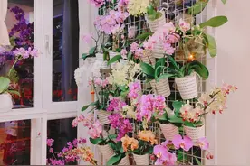 北京一41岁小姐姐，把“蝴蝶兰养出新境界”， 太美，太治愈图片