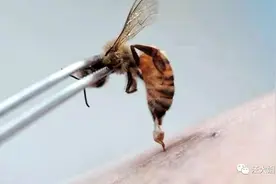 害 蛇口蜂针的人引发灾害图片