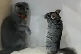 海南的虫子真的有传闻中的一样大吗？图片