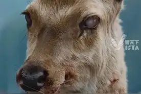 美国检测出“僵尸鹿”病毒 感染后神情茫然 行动跌跌撞撞 专家警告:可能会传染人类图片