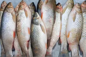 草鱼腥怎么去处理？只去“腥线”是外行，记住这2点，腥味全冲走图片