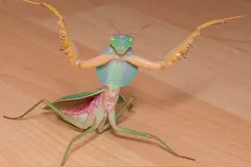 世界十大螳螂战斗力排名，最强螳螂品种盘点图片