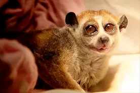 世界上最懒的10种动物！冠军你一定想不到。图片