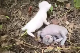 男子路边散步，发现几只濒死的小奶猫，不断努力下成功救活小奶猫图片
