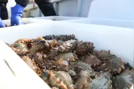 再也不做大冤种！买干海参记住这三点助你避开90%的坑！图片