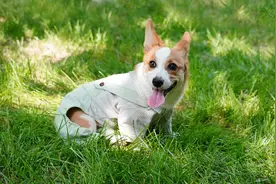 解析梦境：梦见狗的象征意义及心理学解读图片