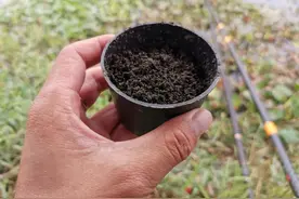 嫌蚯蚓上鱼太慢？教你几个方法，来鱼快、钓得还比别人多图片