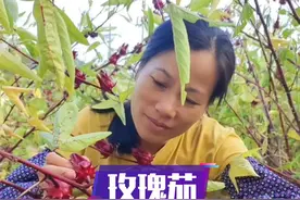 玫瑰茄除了可以腌制蜜饯，还有什么吃法呢？欢迎大家评论区讨论#三农 #婆婆妈妈是邻居#婆媳关系 #玫瑰茄 #红桃K 