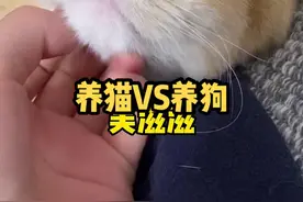 冬天早上，养猫和养狗的区别。老师🙋‍♂️我还是想做养猫人#养猫和养狗的区别