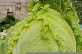 白菜长的很好，但是有苦味，原因有这几点#农业技术 #农业种植 #抖音助农 #种植技术 #种植小技巧 #白菜视频封面