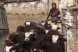 一头牦牛是多少钱？ #藏族 #西藏 #牧区生活 #牦牛