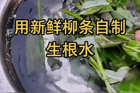 #创作灵感 无论是移栽还是扦插  都可以用这自制的生根水  生根快长的壮，快去试试吧！#种植小技巧 #抖音助农视频封面