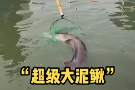 广东河道里面的“超级大泥鳅”，一米多长一条！视频封面