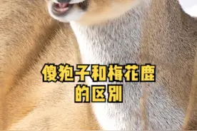 东北神兽傻狍子和梅花鹿有什么区别？#动物 #神奇动物在抖音#野生动物零距离  