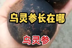 乌灵参长在哪儿，黑柄碳角菌   #乌灵参 #山东生活日记 #中草药 #药材 