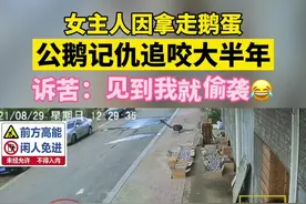 8月29日，吉林长春#女主人因拿鹅蛋被公鹅记仇大半年 每次见面就追咬，总是搞偷袭！😂#愤怒的公鹅视频封面