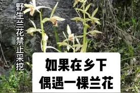 如果在乡下偶遇一棵兰花，如何判断是否值钱#兰花 #保护植物 #好看的花一定要分享给你 #兰草 #爱兰花爱生活视频封面