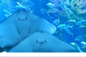 鳐（yáo）魟（hóng）鲼（fèn）的区别~ 抛砖引玉了算是#神奇动物在抖音 #动物百科 
#板片子鱼 #魔鬼鱼 #冰雪旅行官 